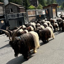 2024/8/11  ツェルマット
バーンホフ通りの夏の風物詩🐐🐐
ツェルマットのヴァレー州に棲む固有種の黒首ヤギ
カランコロンいってかわいかった。
#ツェルマット  #Zermatt
#スイス  #Switzerland

＊背景の人は消しゴムマジック済