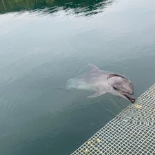 マリンオアシス伯方
イルカを愛でてたら伯方の塩アイス食べ損ねて無念😢！
#202407 #s愛媛