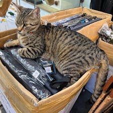 Istanbul🐈🇹🇷

猫がたくさん🐈🩷
だからアラブな国はやめられん😍