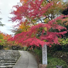 三千院

京都大原三千院
凄く境内が綺麗な寺院でした。
2024.11.17