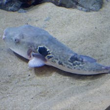 山口・下関にある「海響館」。
世界では珍しい多くのフグたちと出会えるほか、スナメリやペンギンたちにも出会えます！
2024年12月から2025年7月までリニューアルで休館しますが、イベントも開催しているので、ぜひ楽しみましょう！

#山口 #下関 #海響館