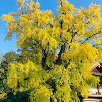 岡山 吉備津神社
大銀杏が紅葉真っ最中