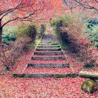 兵庫 高源寺
もみじの階段を見つけました