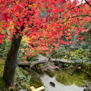 宝泉院

京都大原にある寺院
綺麗な庭園でした
抹茶とお菓子がセットになっていて
美味しくいただきました。
2024.11.17