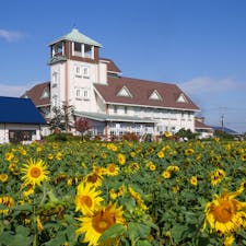 滋賀県東近江市の道の駅あいとうマーガレットステーション。11月上旬に訪れましたが、お花畑の秋ひまわり、コスモスがきれいでした。

地元の野菜や加工品が揃う直売所のほか、そばの店、近江牛レストラン、ジェラート店があり、多くの人で賑わっています。周囲ののどかな景色も素敵でした。