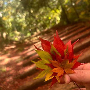 錦秋の再度山を歩く
最高のタイミング🍁🍁🍁