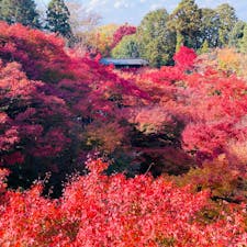 京都　東福寺

通天橋からの眺め