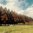 滋賀県高島市マキノ町
メタセコイア並木道


#サント船長の写真