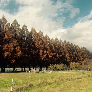 滋賀県高島市マキノ町
メタセコイア並木道


#サント船長の写真