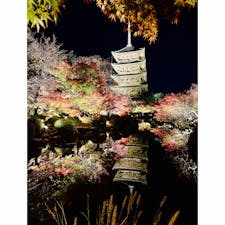 京都市
東寺
ライトアップ