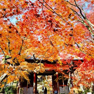 京都嵯峨野
常寂光寺
紅葉最盛期の看板がでていましたが(12月5日)、本当に感動的な美しさでした。