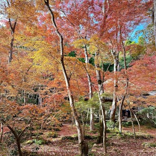 京都奥嵯峨
祇王寺
悲恋の尼寺と言われますが、赤く染まった紅葉の中に、青もみじがハートを作っているように見えました。(4枚め)
