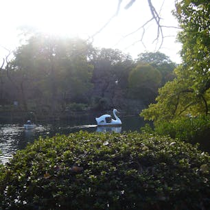 11月中旬。紅葉にはまだ早かった、散歩中のわんこを無料で眺められる最高スポット🦮