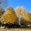 【熊谷スポーツ文化公園】
in埼玉県熊谷市

通称熊谷ドーム✨
公園日和だったので公園遊び🛝
銀杏が色づいていて黄色の絨毯ができていました✨
紅葉を感じながらの良い散歩🍁

2024.12.7🍁