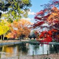 つくば市の洞峰公園の紅葉！緑・黄色・オレンジ・赤のコントラストが綺麗！