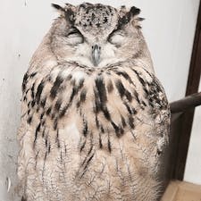 掛川花鳥園
にっこりふくろう