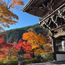 善峯寺

京都西山のお寺
紅葉が綺麗で景色も良いです
境内どこに行っても素晴らしい
2024.12.1
