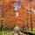富士川クラフトパーク
メタセコイアの紅葉です
天候に恵まれ旬な紅葉が撮れました
今度は新緑かな?