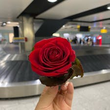 ヒースロー空港
カタール航空のCAさんが薔薇くれて
ラウンジで写真撮ってくれた🥺🥺
オシャレだし粋だし素敵な思い出ありがとう！
#202408 #sイギリス