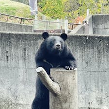 秋田県　くまくま園

ツキノワグマとヒグマが見られます
餌をおねだりする姿がなんとも可愛いらしい！

#秋田県
#くまくま園
24.11.02