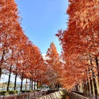 山口市
維新百年記念公園
メタセコイア並木