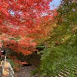 和歌山県岩出市の根来寺を訪ねました。紅葉が見頃を迎えていて、とても美しかったです。

紅葉だけ見て帰る人も多かったですが、せっかくなので建築物も拝観しました。国宝の大塔、名勝庭園などがゆっくり見られ、落ち着いたひとときを過ごせました。