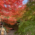 和歌山県岩出市の根来寺を訪ねました。紅葉が見頃を迎えていて、とても美しかったです。

紅葉だけ見て帰る人も多かったですが、せっかくなので建築物も拝観しました。国宝の大塔、名勝庭園などがゆっくり見られ、落ち着いたひとときを過ごせました。