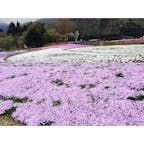 2016.04.23
富士芝桜まつり