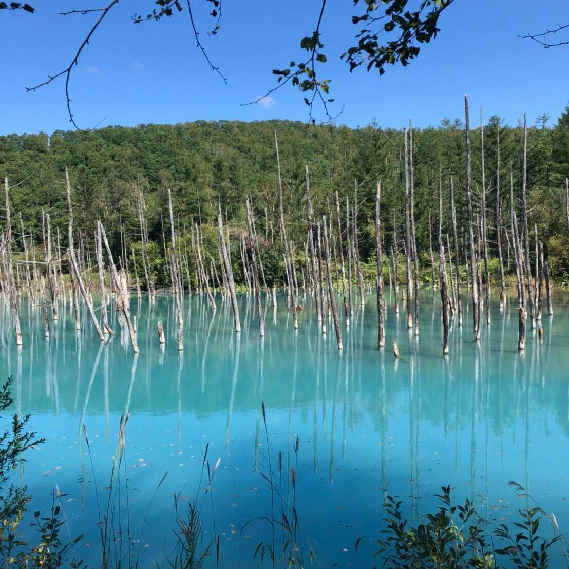 白金青い池の投稿写真 感想 みどころ 美瑛 北海道 青い池 9月感動した トリップノート 白金青い池の投稿写真 感想 みどころ 美瑛 北海道 青い池 9月感動した トリップノート