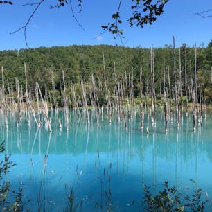 #美瑛#北海道#青い池#9月
感動した