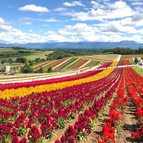 展望花畑 四季彩の丘