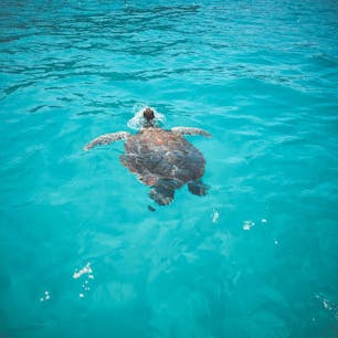 マレーシア🇲🇾レダン島
タートルアイランドまでボートで出かけると、亀🐢と泳ぐことが出来るのです(^ ^)