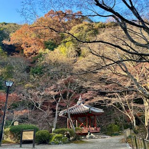 山口県岩国市
紅葉谷公園
見頃は過ぎていましたが、風情のある佇まいでした。
