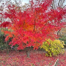 大泉緑地

堺市の公園、ウォーキングに来ました
今年は少し遅くきたので
紅葉は残ってるのあり楽しめましたが、
イチョウは落葉してしまってました
2024.12.15
