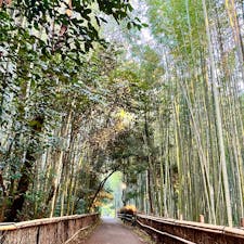 早朝の嵐山