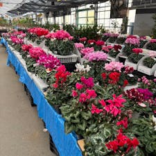 国華園　二色の浜店

大阪府貝塚市にある大型店
観葉植物をここで買って育ててます
種類も多く広いので店内歩くだけで楽しい
2024.12.22