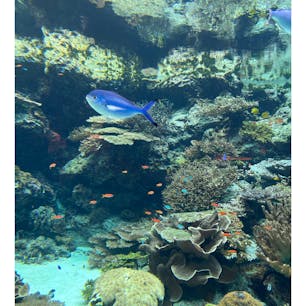 沖縄旅行✈️
その1⭐️美ら海水族館🐟🐠🐡
たくさんの海の生き物が見れて、癒されました😊😊沖縄最高です❤️
#沖縄旅行#美ら海水族館
