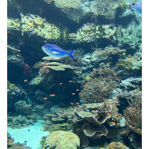 沖縄美ら海水族館