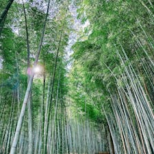 嵯峨野
竹林