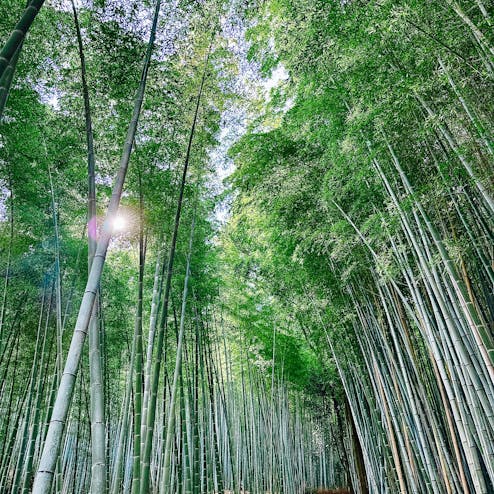 嵐山・嵯峨野・太秦・桂