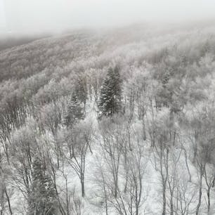 冬の八甲田ロープウェー⛄️ 山頂では樹氷が見られます。