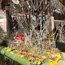 京都
北野天満宮
花手水
こちらの花手水はいつも見事です。