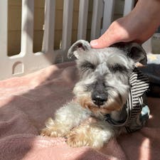 ワンちゃんが好きだけど飼えない。
ワンちゃんを飼う予定だけど犬種をどうしようか悩んでる。珍しい犬種のワンチャンを見てみたい。ワンちゃんのお散歩をしてみたい。ただワンちゃんを触ってみたい。

そんな方に絶対おすすめなのが、茨城県筑波市の「つくばわんわんランド」。
猫ちゃんもいます。


#茨城県 #筑波市  #つくばわんわんランド