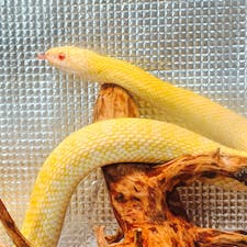 今年は巳年！
という事で、パワースポットになっている「蛇窪神社」に参拝してきました。

神社でお世話にしている、白蛇のしーちゃんにも戸越公園駅前南口商店会ほのぼの広場 で会えました。

「蛇窪龍神社」も境内にあり、ここの鳥居の上の額を待ち受けにするとご利益があるそうで、テレビなどにも取り上げられています。

みんなに福がきますように！！

#蛇窪神社
#白蛇
#神社参拝
#パワースポット