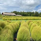 宮城のコキア名所!睡蓮もきれいでした🪷