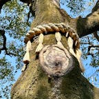 京都
出町妙音堂
切り口がハートに見えるご神木があり、才能を伸ばすご利益があると言われているようです。