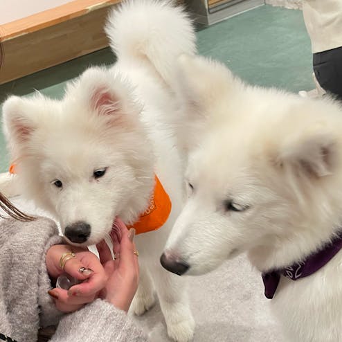 サモエドカフェ