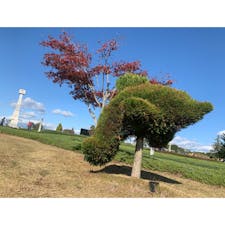 コスモスが綺麗🤩