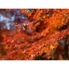 宍粟市の「最上山公園　もみじ山」です🍁
名前の通り最上山の山肌に紅葉がたくさんありますよ〜