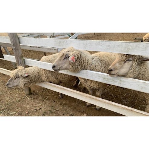 おかやまフォレストパーク ドイツの森